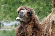 camel-wildlife-animal-smile-624406.jpg