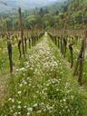 vineyard-wine-dandelion-plant-54676.jpg