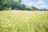 wildflowers-meadow-tall-grass-817181.jpg