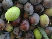 olives-fresh-vegetables-1396966.jpg