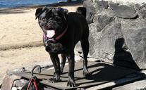 pug-black-pug-dog-pet-cute-breed-1575525.jpg