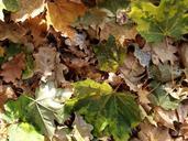 autumn-leaves-autumn-leaves-527607.jpg