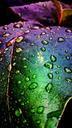 water-droplets-after-the-rain-greens-460390.jpg