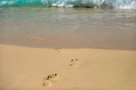 footprints-sand-beach-wet-steps-768682.jpg