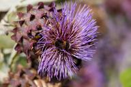 artichoke-crop-cynara-cardunculus-420080.jpg