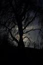 pasture-tree-back-light-aesthetic-324559.jpg