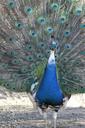 peacock-bird-nature-animals-animal-455445.jpg