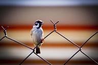 sparrow-bird-fence-alone-freedom-426961.jpg