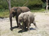 africam-safari-elephant-wildlife-698229.jpg