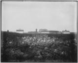 Pumpkin_Patch,_1909_-_NARA_-_251726.tif