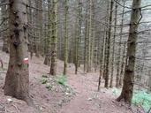 trail-forest-trees-nature-mountain-867106.jpg