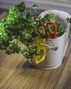 herbs-cutting-scissors-food-fresh-1007053.jpg