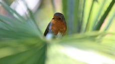 robin-bird-redbreast-red-breast-929111.jpg