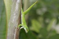 reptile-madagascar-gecko-pangolin-1003417.jpg