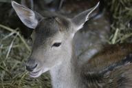 deer-wild-animal-mammal-forest-189988.jpg