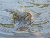 alligator-animals-nature-crocodile-49173.jpg