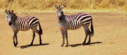 zebra-safari-tanzania-animal-287317.jpg