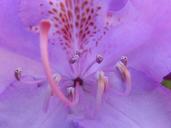 stamp-pollen-blossom-bloom-pistil-800723.jpg