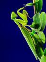 praying-mantis-fishing-locust-green-219101.jpg