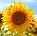 sunflower-yellow-flower-832797.jpg