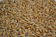 triticale-organic-grains-946053.jpg