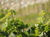 vines-wine-plant-vine-plantation-57834.jpg