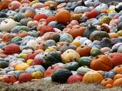 pumpkin-autumn-autumn-colours-1636285.jpg