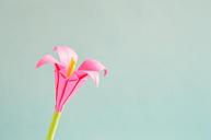 origami-flower-art-isolated-1308378.jpg