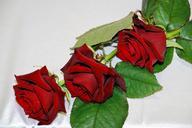 red-rose-red-roses-flowers-flower-107734.jpg