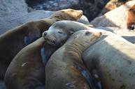 sea-lion-seal-ocean-mammal-aquatic-634720.jpg