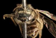 Lasioglossum_,_f,_face,_Humboldt_Co._CA_2016-04-16-00.19.jpg