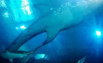 whale-shark-sharks-aquarium-sea-281496.jpg