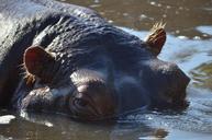 hippo-zoo-animal-hippopotamus-965380.jpg