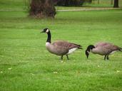 geese-birds-nature-park-outdoor-510264.jpg