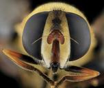 Aelophilus_fasciatus_Fly,_Face,_MD,_Beltsville_2013-09-28-17.19.48_ZS_PMax.jpg