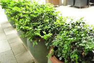 green-plants-bonsai-657245.jpg