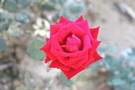 red-rose-roses-love-flower-693380.jpg