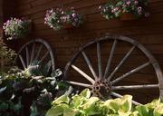 Flowers-in-terracotta-pots-for-sale-in-old-wooden-wheel.jpg