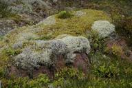 weave-moss-stone-nature-green-905307.jpg