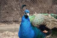 peacock-feather-blue-416319.jpg