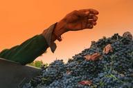 hand-grapes-arm-vineyards-shiraz-227783.jpg