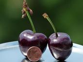 cherries-large-huge-size-comparison-167810.jpg