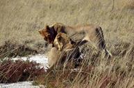 lion-animals-safari-affection-wild-63383.jpg