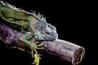 iguana-pupil-lizard-micro-dragon-316738.jpg