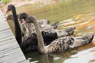 swan-beautiful-koi-lake-pond-fish-835487.jpg