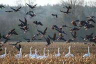 geese-whooper-swan-bird-swans-1177029.jpg