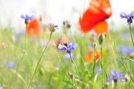 meadow-flower-poppy-cornflower-540880.jpg