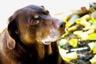 labrador-retriever-dog-retriever-82956.jpg