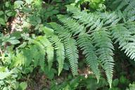 fern-forest-green-leaf-nature-87566.jpg