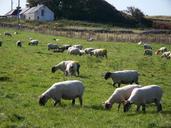 sheep-pasture-rural-farm-flock-394479.jpg